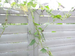 c0032212_2351246.jpg