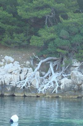 ムリェト島の砂浜と澄んだ海　　ヨットでスプリットからドゥブロブニクまで　　その８_c0188818_19972.jpg