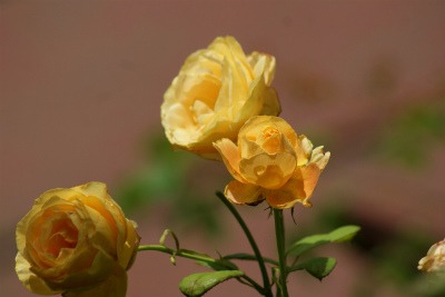 f0170524_12542190.jpg