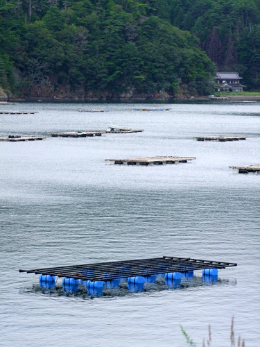 「宮城・気仙沼　唐桑創生村の漁業体験プログラム(2)」　_a0000029_10534457.jpg