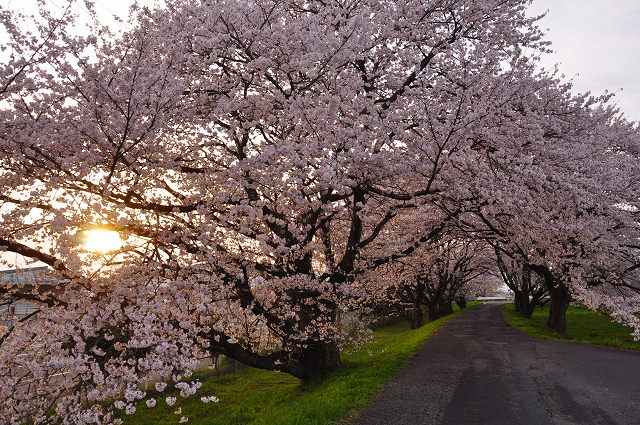 桜・高桑_a0104940_0223092.jpg