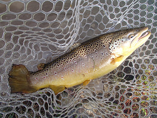 f0065341_159266.jpg