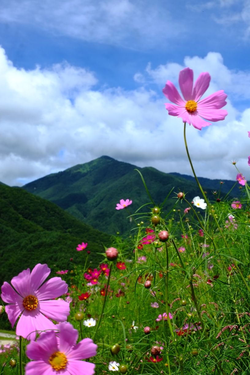 長野県下伊那郡阿智村治部坂高原のコスモス_b0141043_22165897.jpg