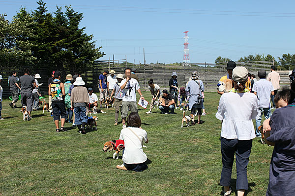 2012どさこんビーグル倶楽部オフ会。1 _a0042044_18571529.jpg