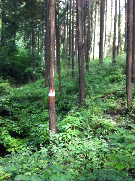 富士登山 0~3776m_e0189446_23512716.jpg