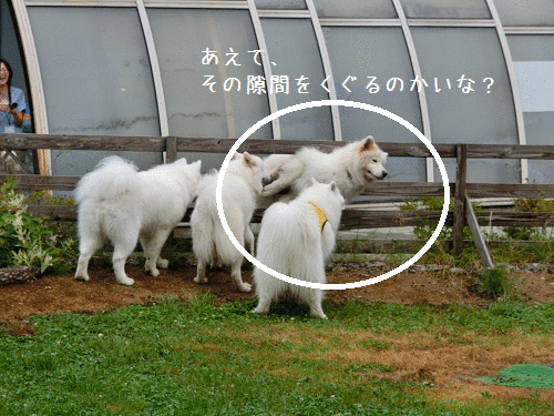 a0166954_1223473.gif
