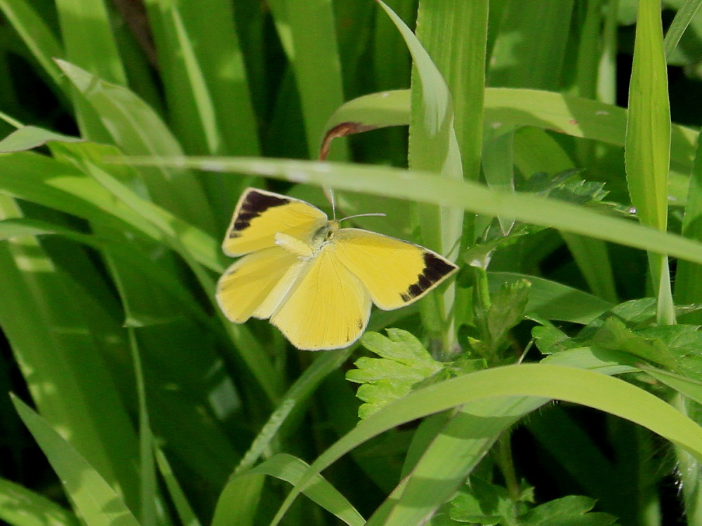 ツマグロキチョウ　　夏型・秋型混在　　2012.9.2栃木県②_a0146869_712629.jpg