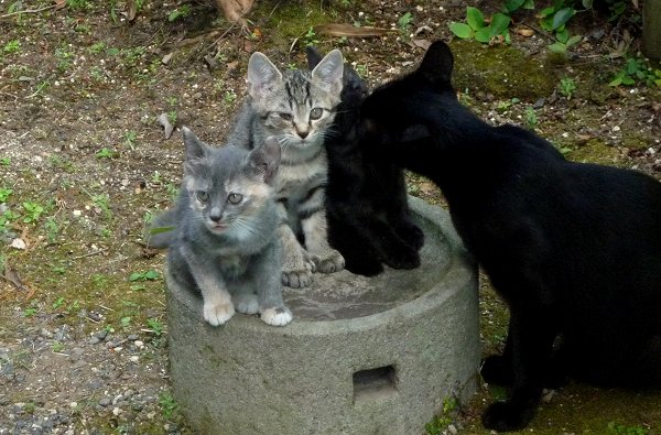 わが家で野良猫が子育て中!_d0030373_22124131.jpg