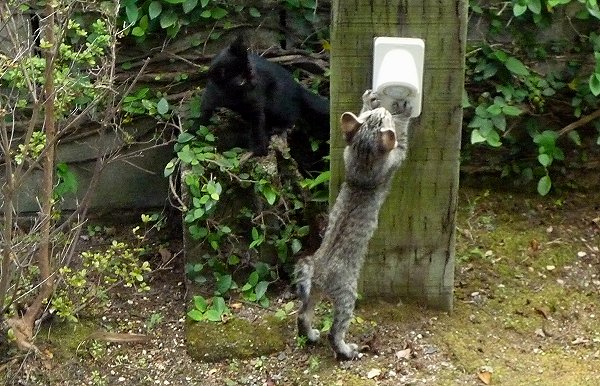 わが家で野良猫が子育て中!_d0030373_22205335.jpg