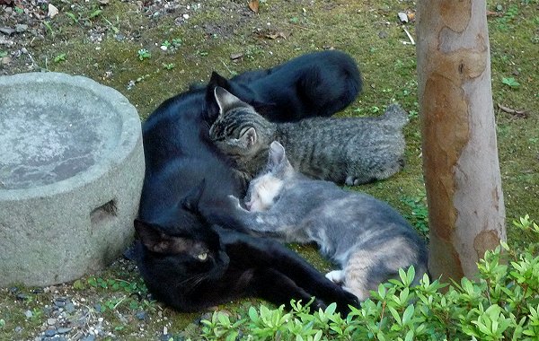 わが家で野良猫が子育て中!_d0030373_22275317.jpg