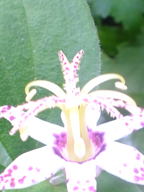 e0145782_17131594.jpg