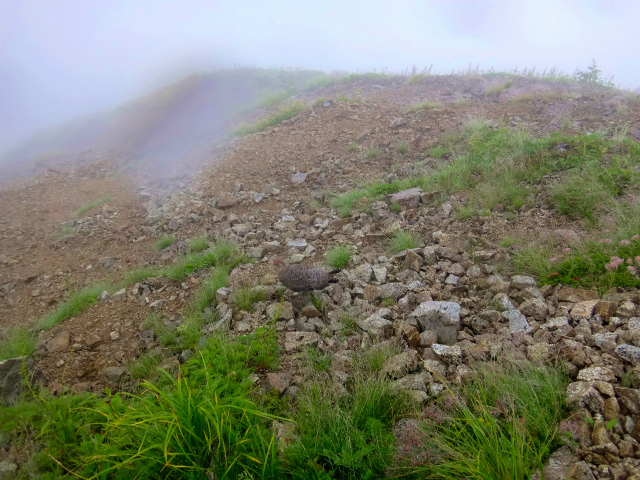 2012/08/29-30 UTMH(Ultra Trail Mount Hotaka)_b0220886_23272420.jpg