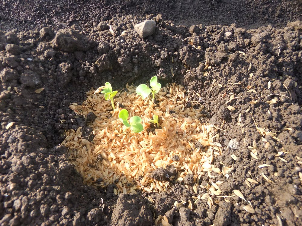 人参芽がでました ネギ植え替えました 日常の出来事