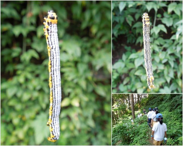 ぶら下がっているイモムシにもきゃー とも言わずに 昆虫ブログ むし探検広場