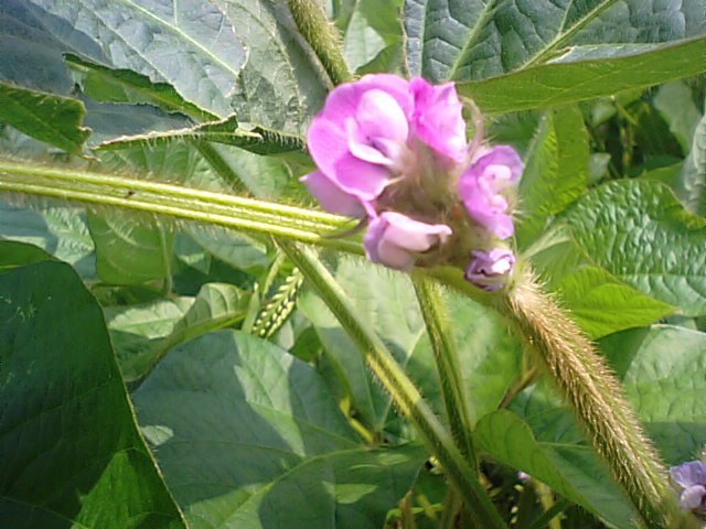 黒豆（黒大豆）の花_f0231709_19193370.jpg