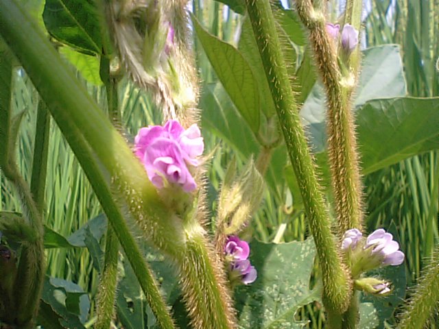 黒豆（黒大豆）の花_f0231709_19201676.jpg