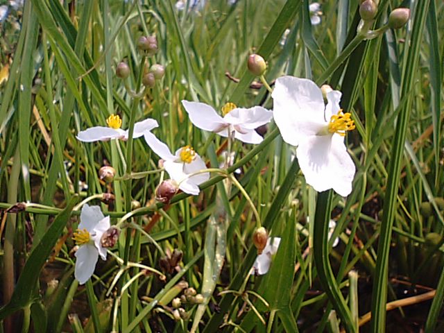 おもだかの花と、食用のクワイとは！…2013・8・21_f0231709_2015628.jpg