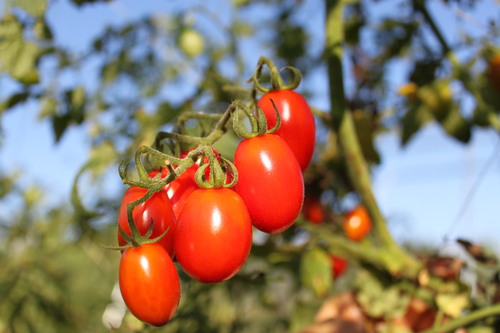 イタリアントマトの試験栽培報告_e0102418_13445171.jpg