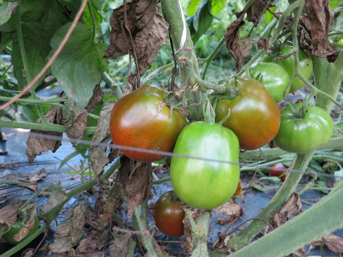 イタリアントマトの試験栽培報告_e0102418_13535446.jpg
