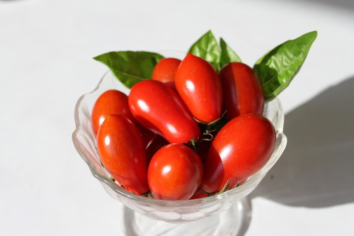 イタリアントマトの試験栽培報告_e0102418_14173718.jpg