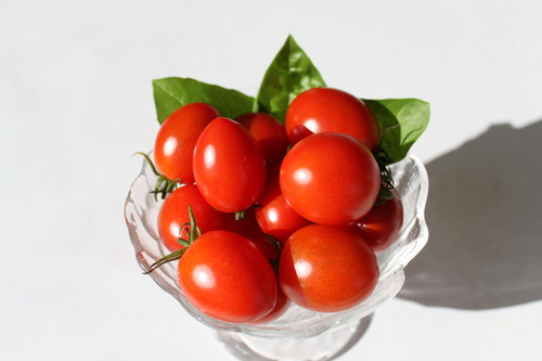 イタリアントマトの試験栽培報告_e0102418_14303137.jpg