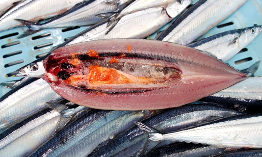 一瞬の旬 いまが食べ時 サイズ限定ですが 加古川水産 のさかな情報