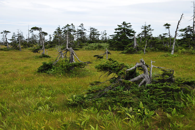 道北紀行2012～松山湿原_f0116528_20233420.jpg