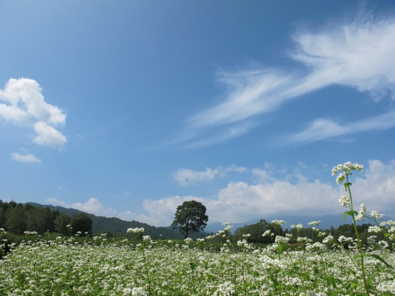 BRZで開田高原の秋を一足先に楽しむ_f0076731_19215822.jpg