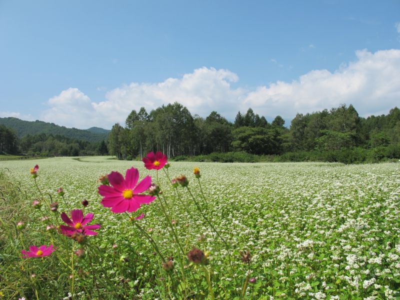 BRZで開田高原の秋を一足先に楽しむ_f0076731_19235843.jpg
