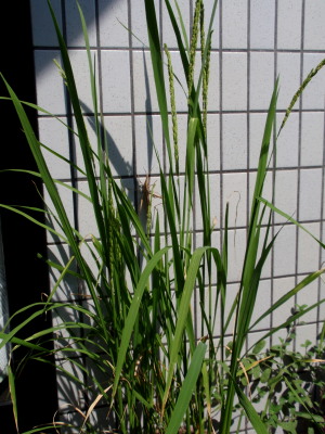 c0097838_1872410.jpg