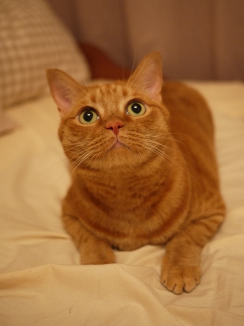 まっすぐしたい猫 しぇる編。_a0143140_214959.jpg