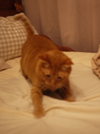 まっすぐしたい猫 しぇる編。_a0143140_21513663.jpg