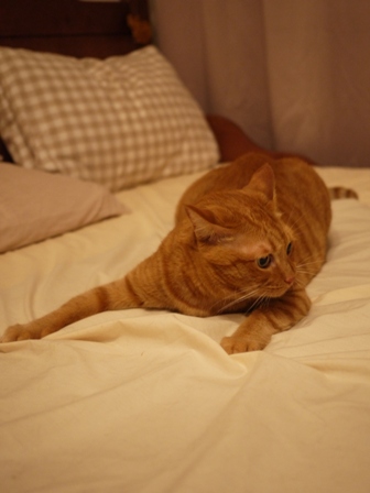 まっすぐしたい猫 しぇる編。_a0143140_21521259.jpg