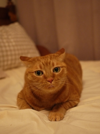 まっすぐしたい猫 しぇる編。_a0143140_21531889.jpg