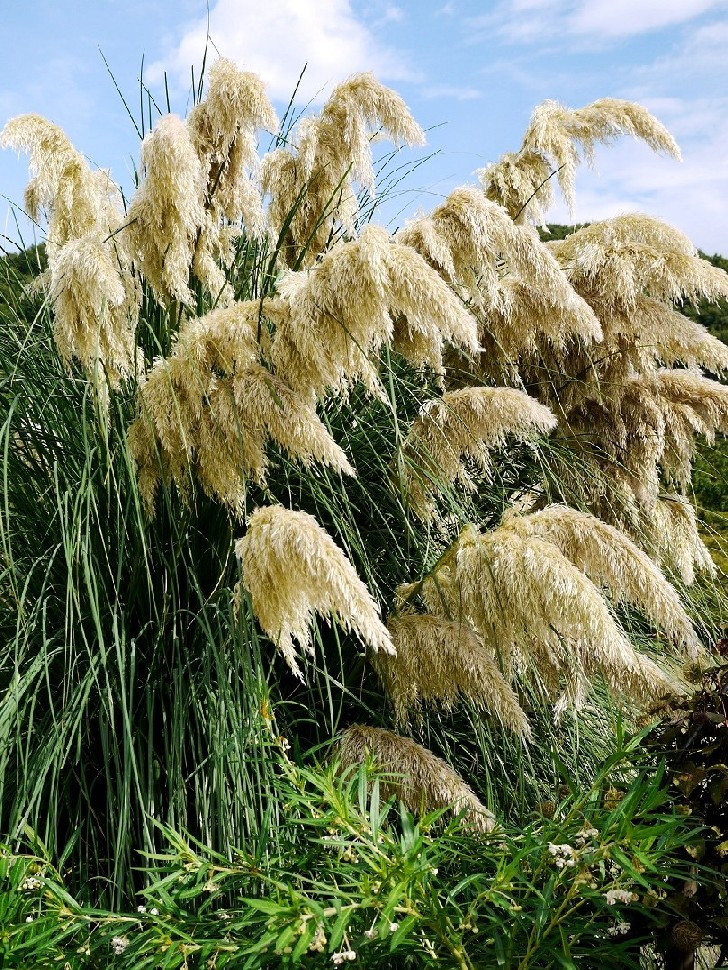 　　和歌山県植物公園緑花センター　_b0093754_22232052.jpg