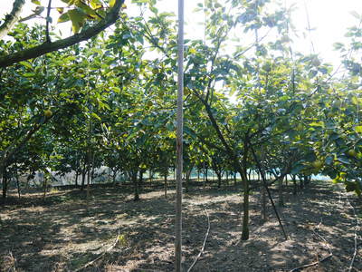 太秋柿 古川果樹園 手間ひまかけとるけん美味かったい_a0254656_1759214.jpg