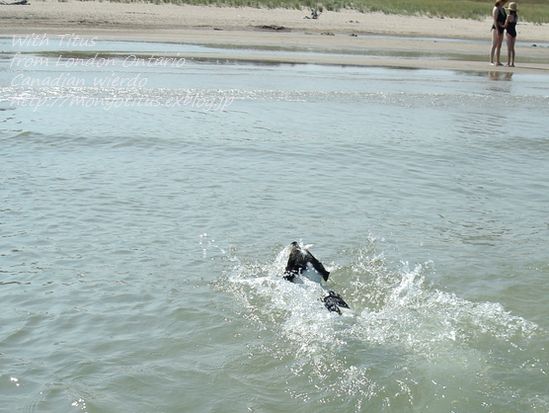 　もう夏恒例のBeachですので。_e0203961_359611.jpg