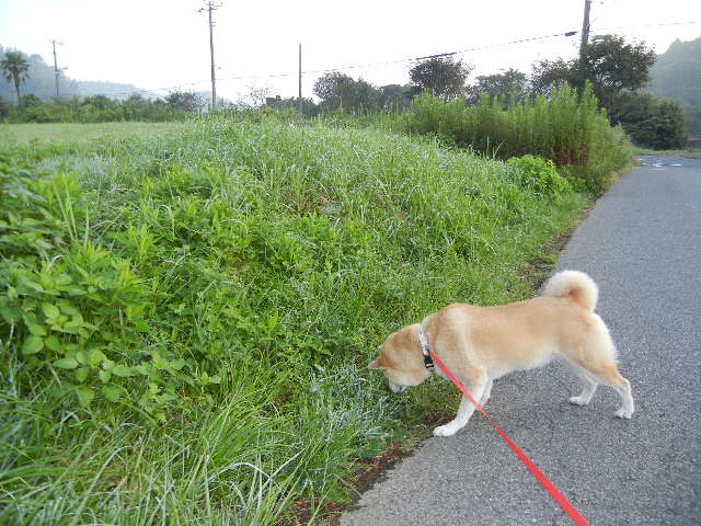 ’12,9,5(水)こころちゃんの野性の眼力!_f0060461_11232082.jpg