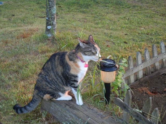 ’12,9,5(水)こころちゃんの野性の眼力!_f0060461_1136012.jpg