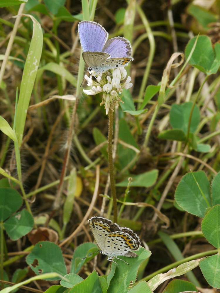 ミヤマシジミ 第三化は最盛期を過ぎて。 2012.9.2栃木県③_a0146869_673557.jpg