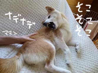 猿面珊瑚 柴と徒然日記 猿面珊瑚 柴と徒然日記