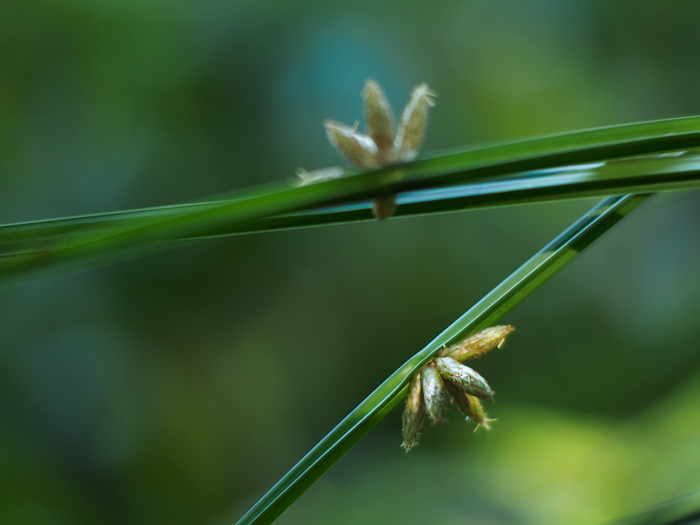 赤塚植物園～8月オフ会vol.2～_a0161380_1843758.jpg