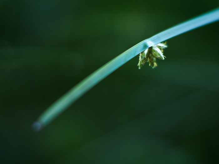 赤塚植物園～8月オフ会vol.2～_a0161380_1881114.jpg