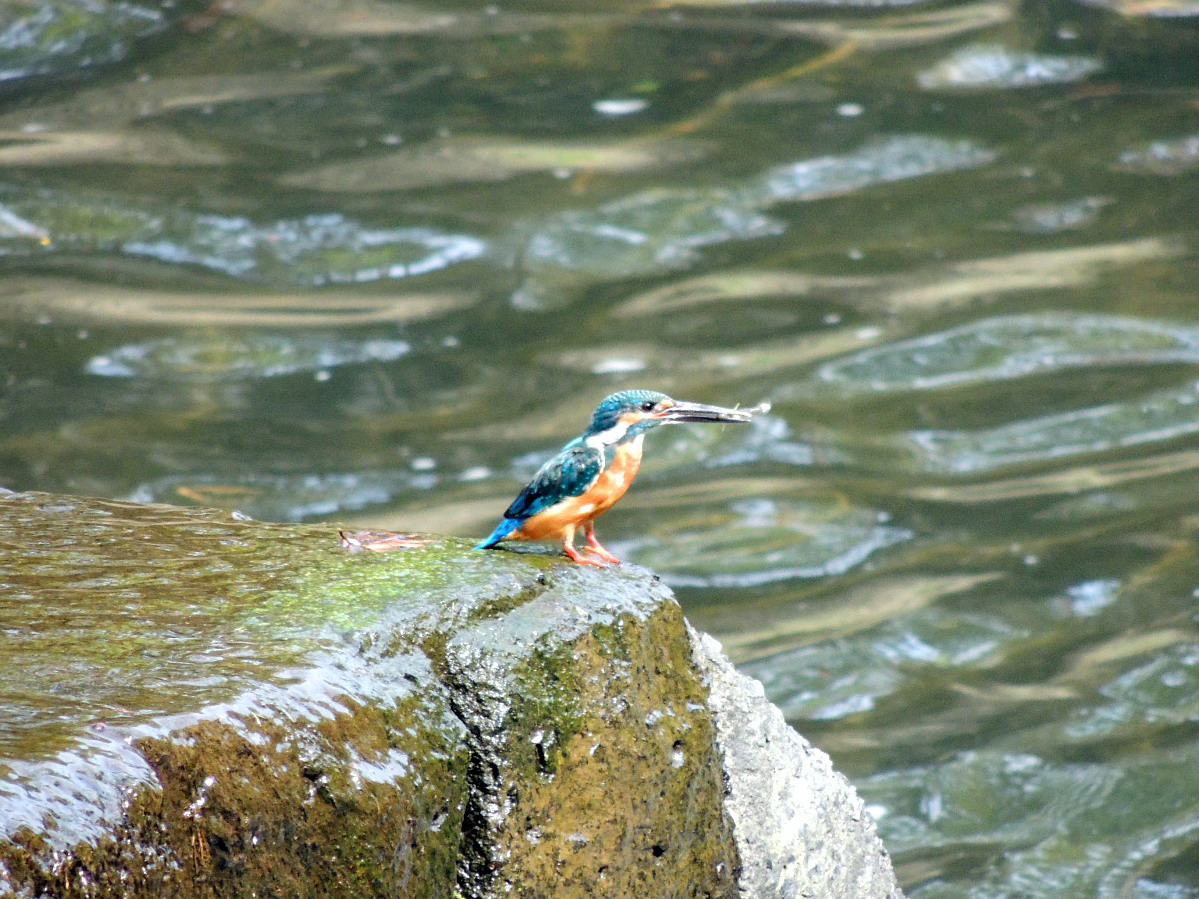 今日のカワセミ_e0086880_1820631.jpg