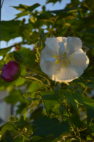 a0275782_13523975.gif