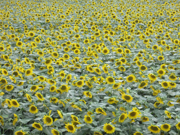 e0096485_11522074.png
