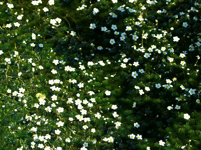 c0008502_1645518.jpg