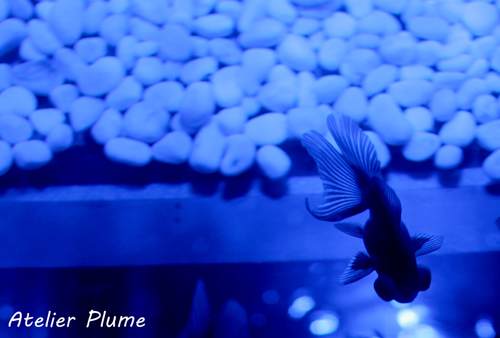 Art Aquarium展~江戸・金魚の涼~_e0154202_21461965.jpg