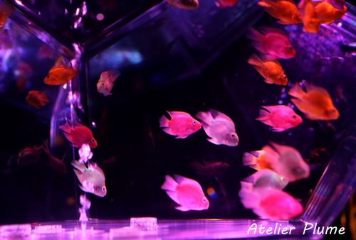 Art Aquarium展～江戸・金魚の涼～_e0154202_21473782.jpg