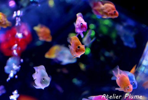 Art Aquarium展~江戸・金魚の涼~_e0154202_21474941.jpg